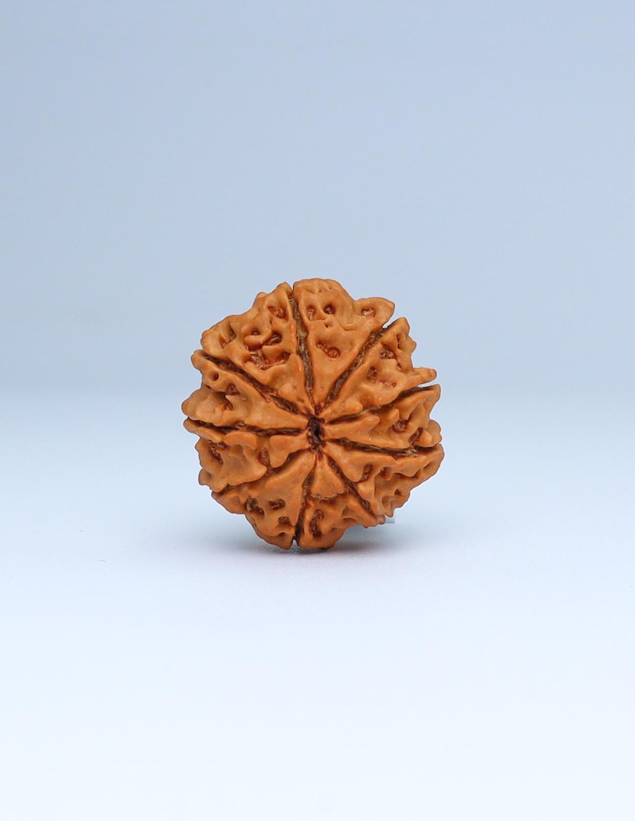 9 Mukhi Nepali Rudraksha