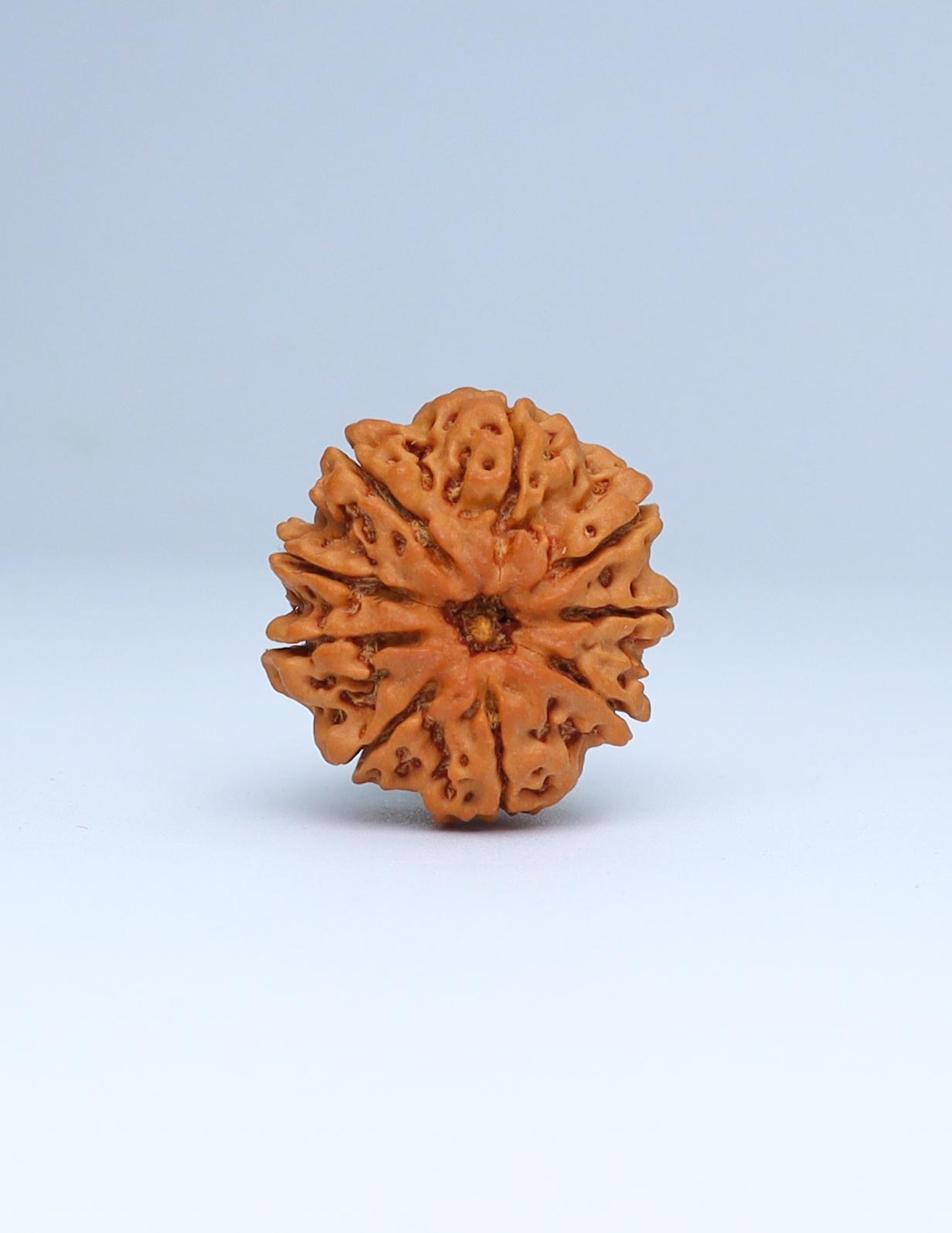 9 Mukhi Nepali Rudraksha