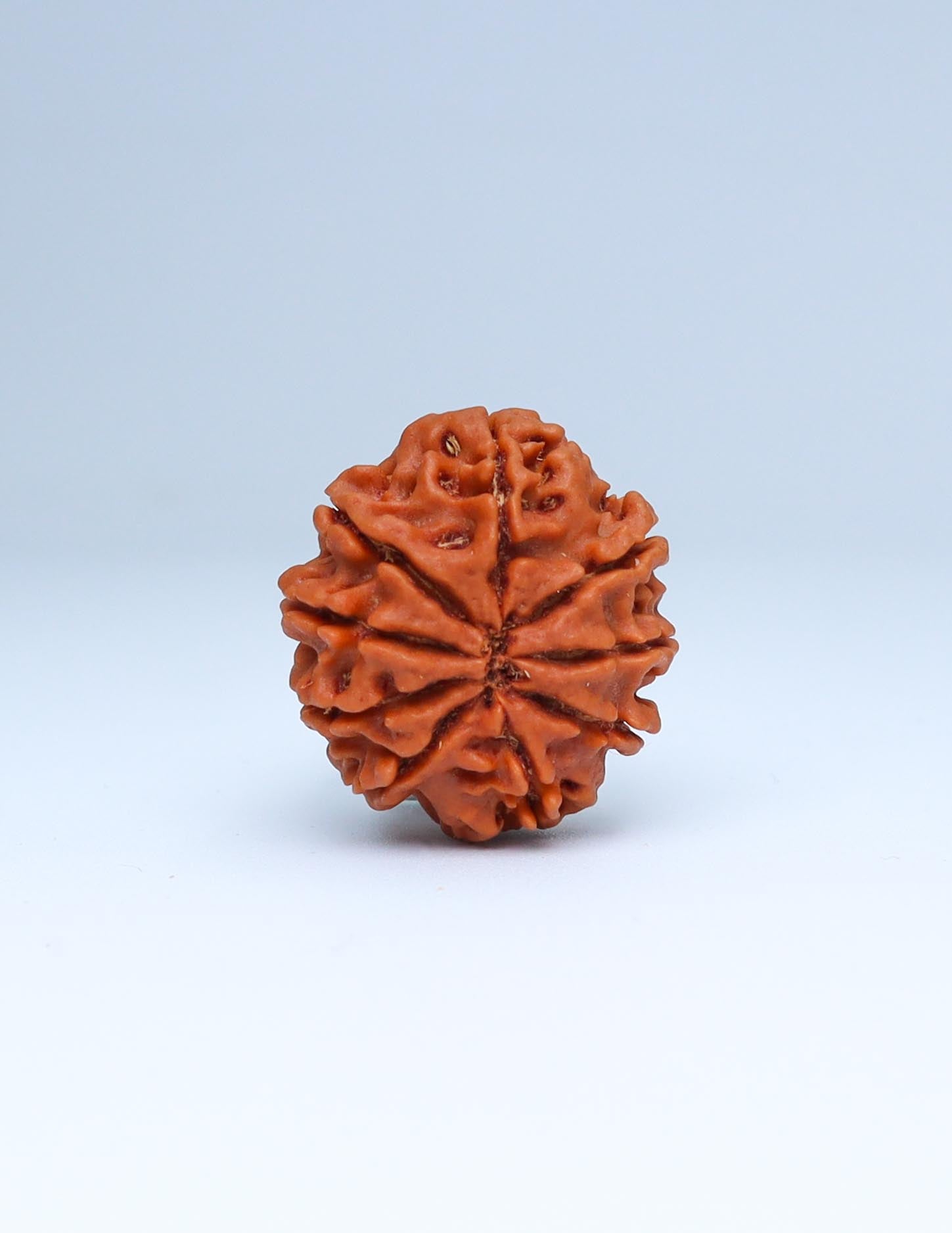 9 Mukhi Nepali Rudraksha