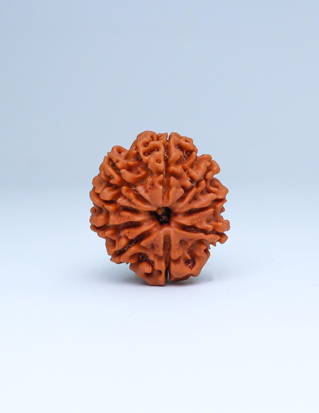 9 Mukhi Nepali Rudraksha