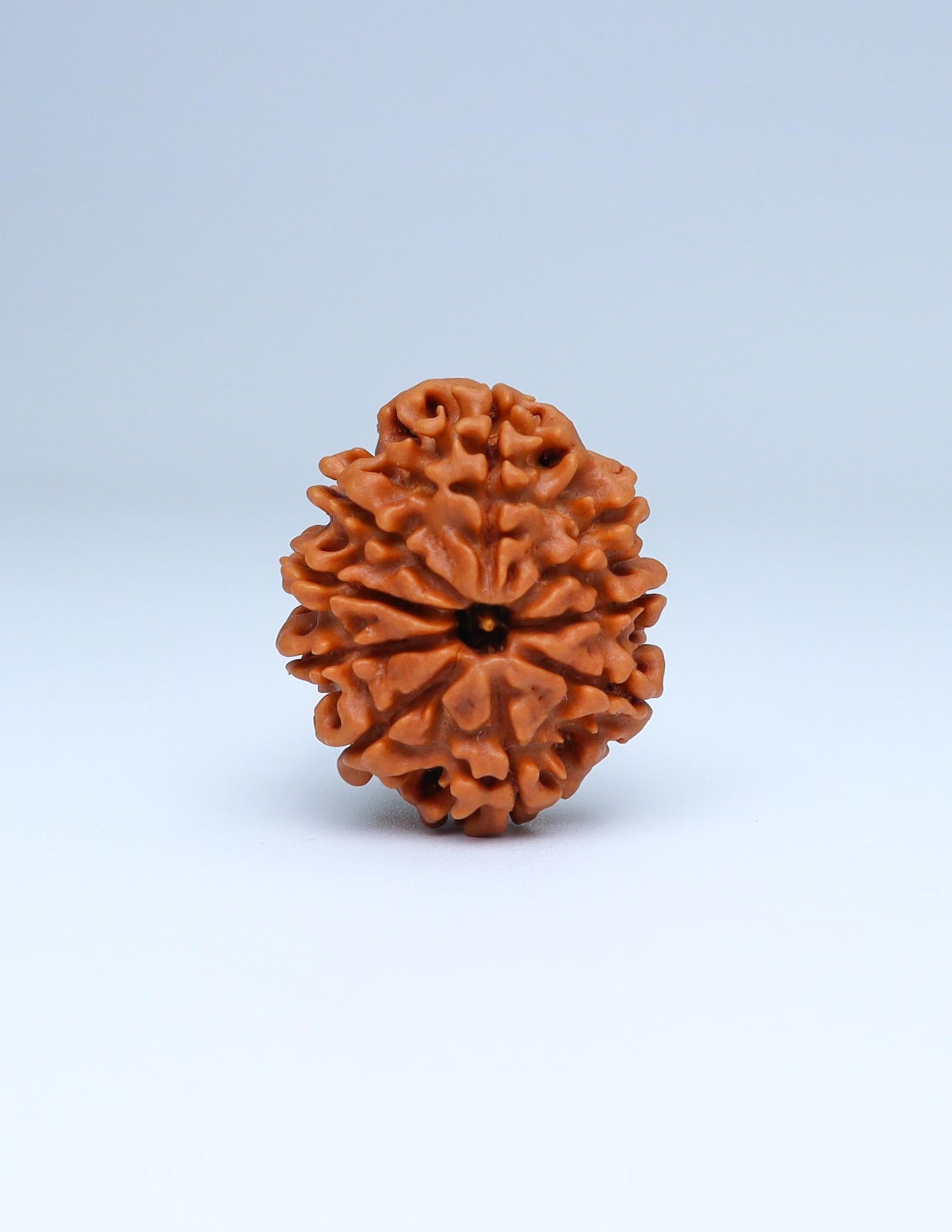 9 Mukhi Nepali Rudraksha