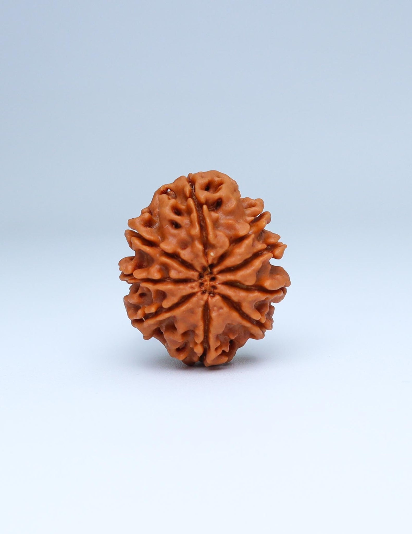 9 Mukhi Nepali Rudraksha