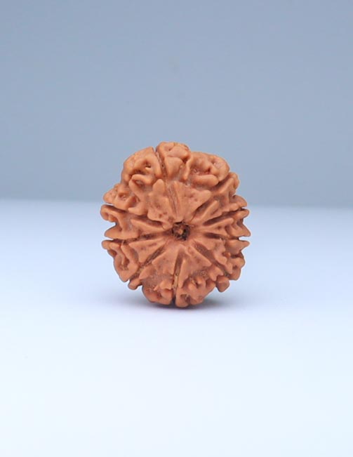 9 Mukhi Nepali Rudraksha