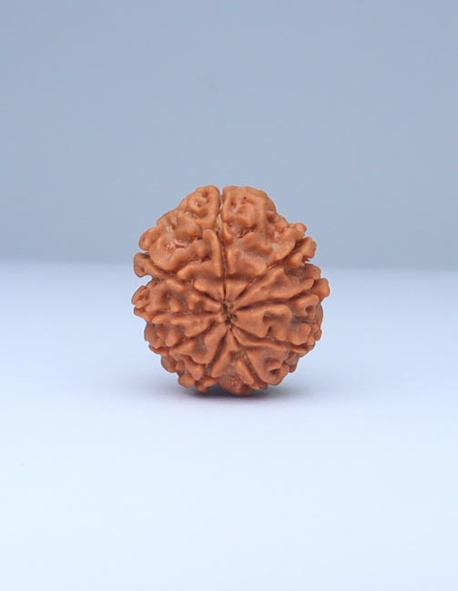 9 Mukhi Nepali Rudraksha