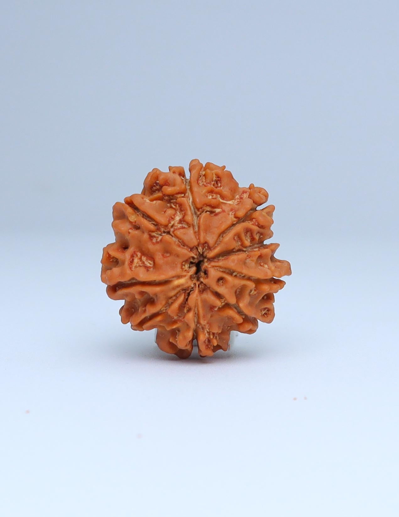 9 Mukhi Nepali Rudraksha