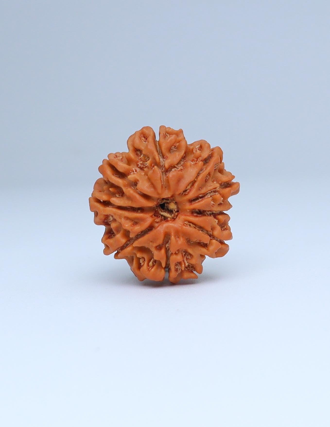 9 Mukhi Nepali Rudraksha