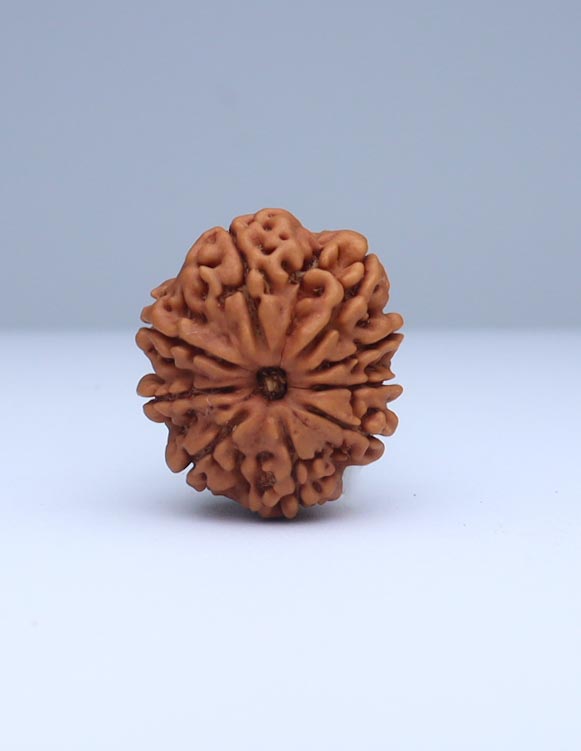 9 Mukhi Nepali Rudraksha