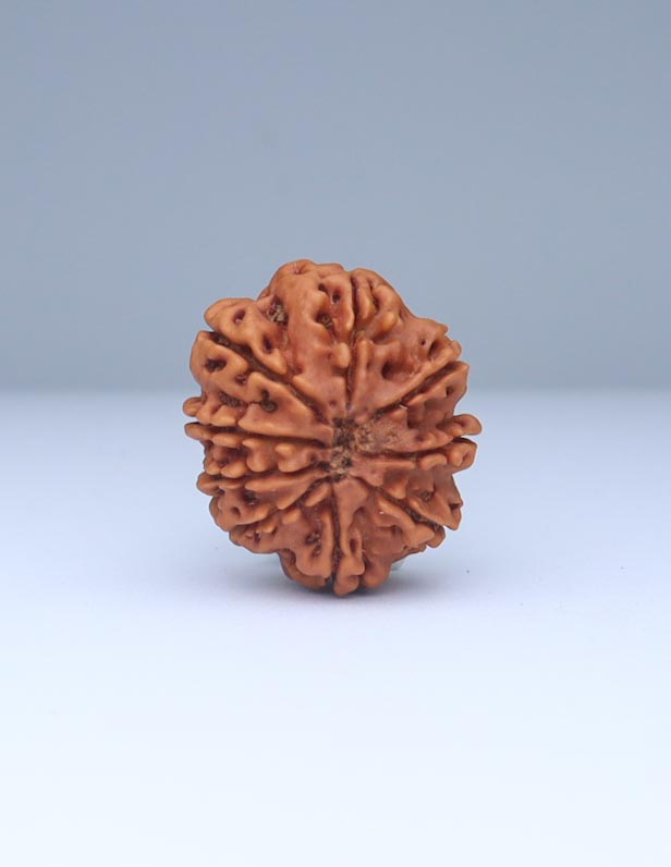 9 Mukhi Nepali Rudraksha