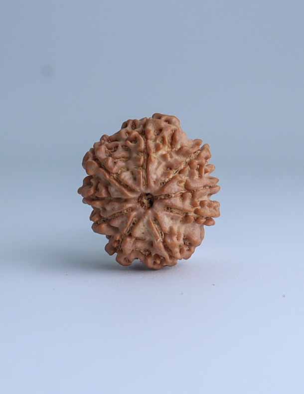 9 Mukhi Nepali Rudraksha