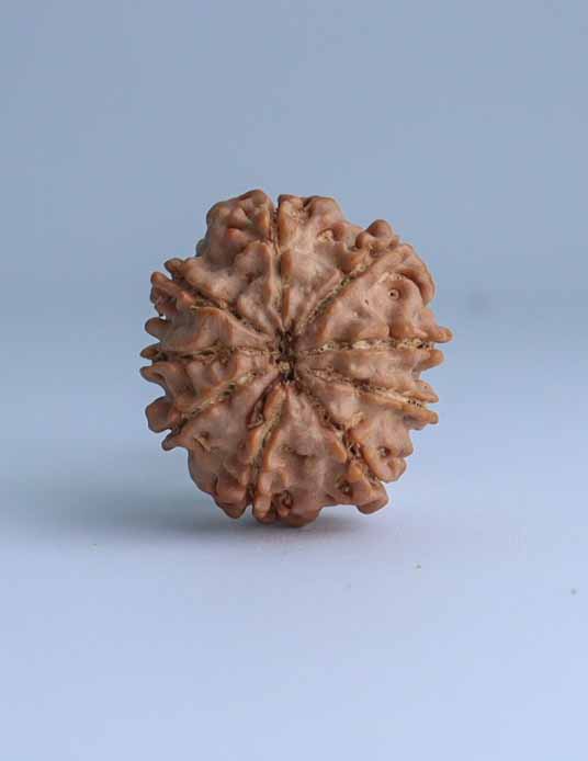 9 Mukhi Nepali Rudraksha