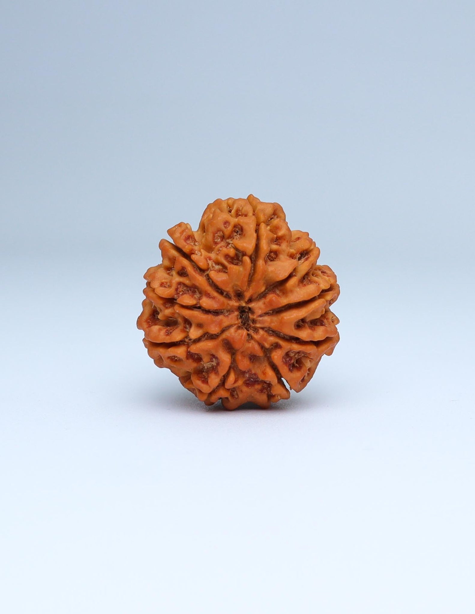 9 Mukhi Nepali Rudraksha