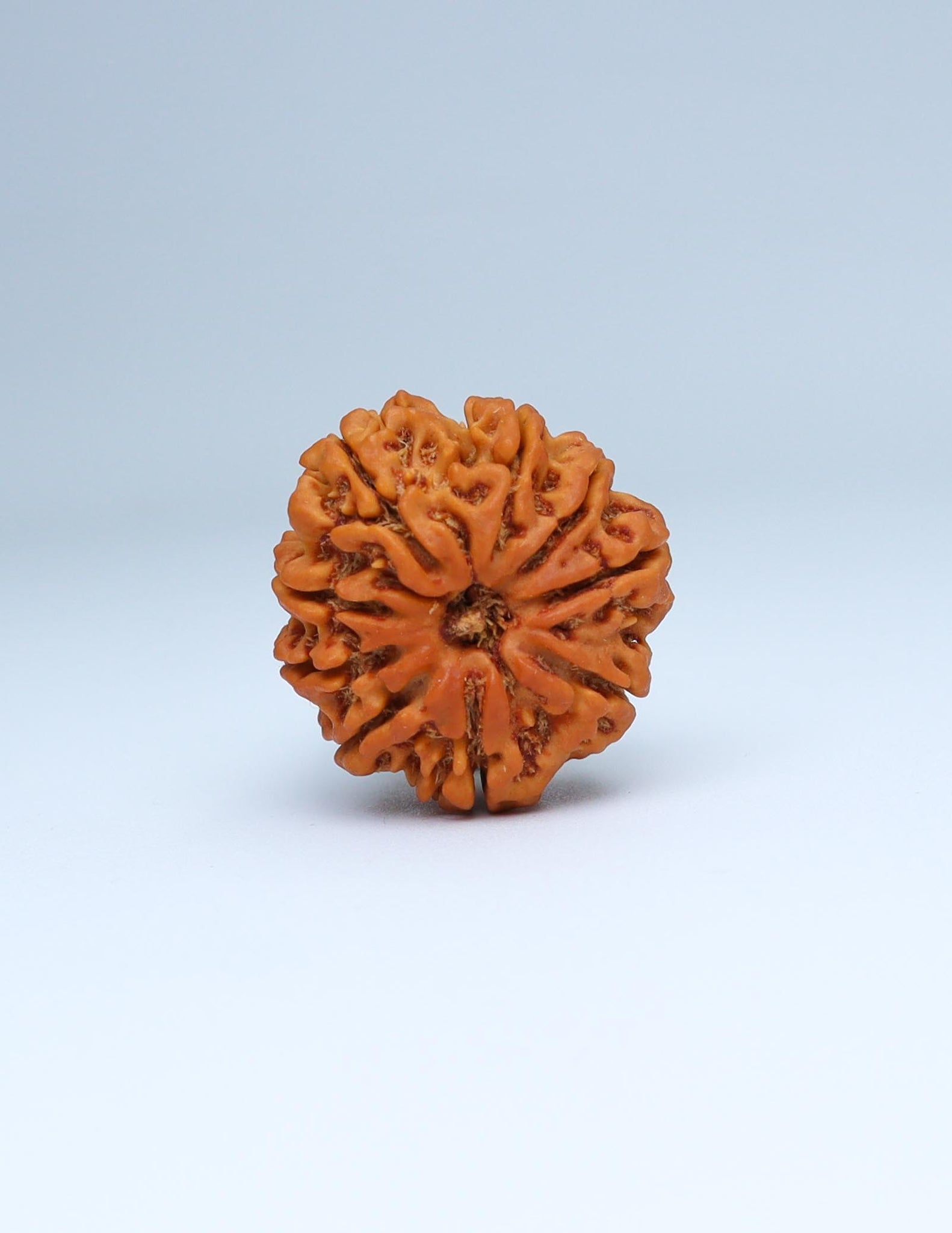 9 Mukhi Nepali Rudraksha