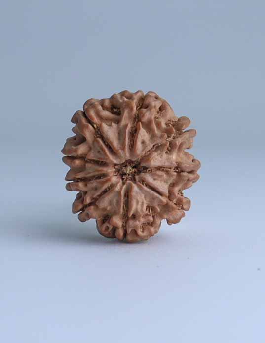 9 Mukhi Nepali Rudraksha