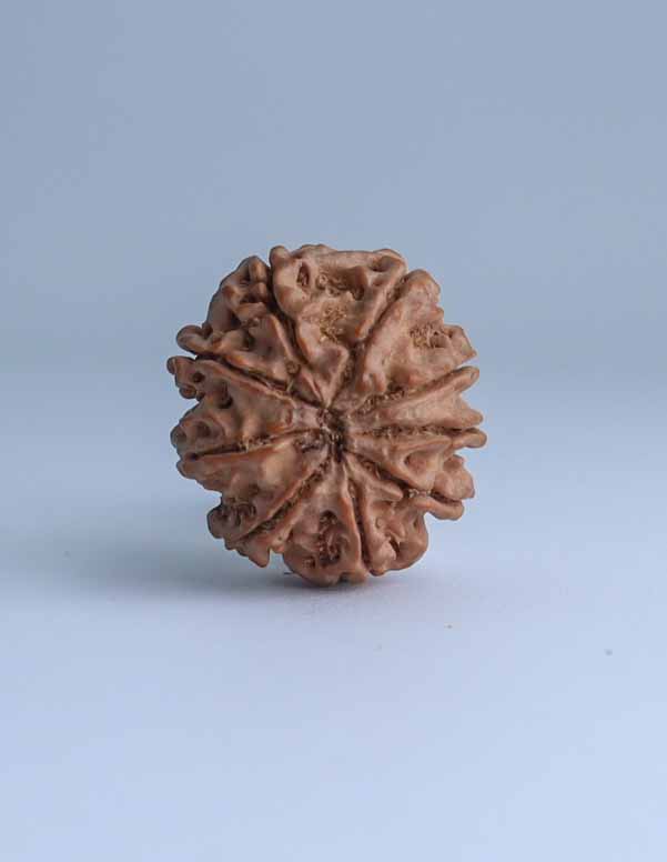 9 Mukhi Nepali Rudraksha