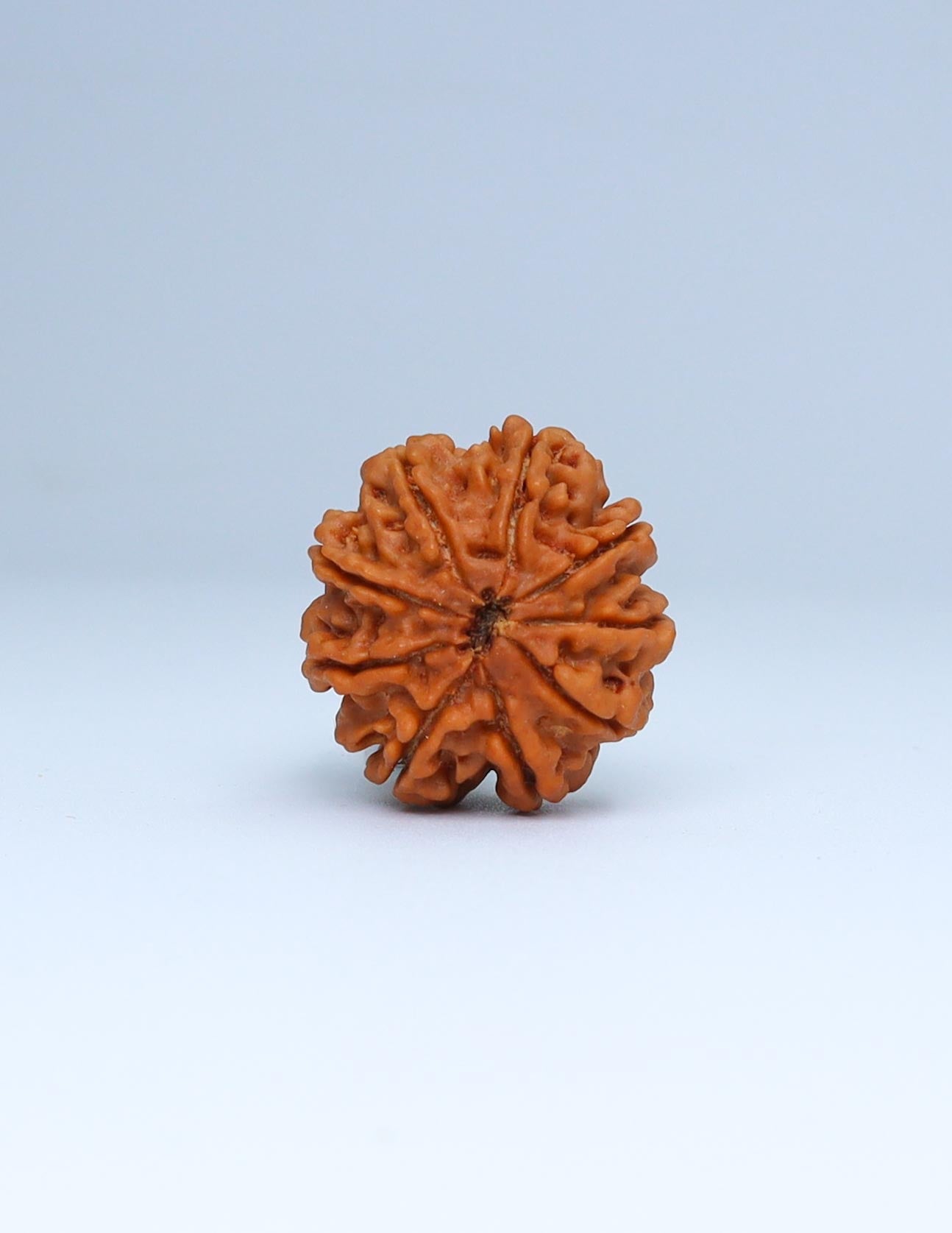 9 Mukhi Nepali Rudraksha