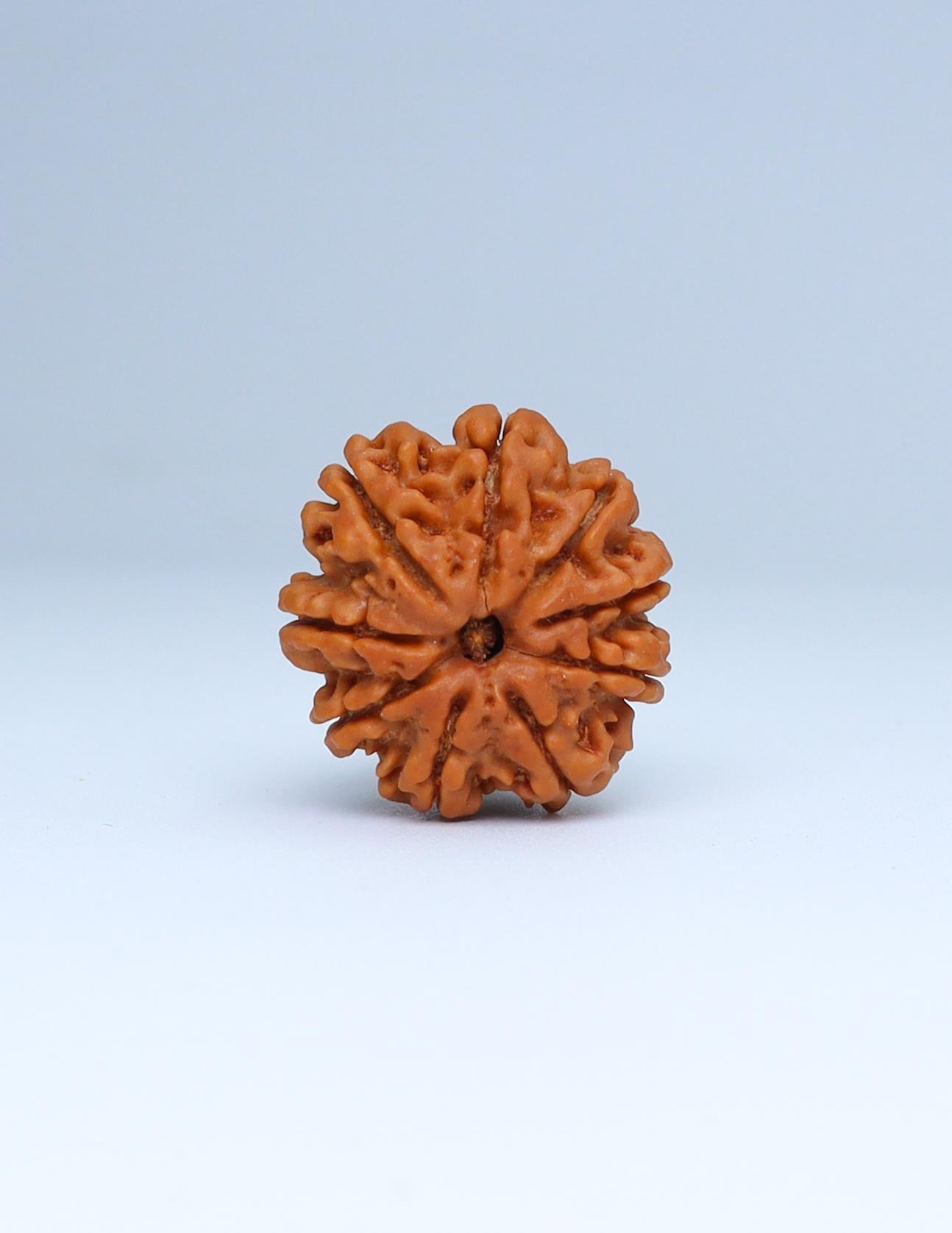 9 Mukhi Nepali Rudraksha