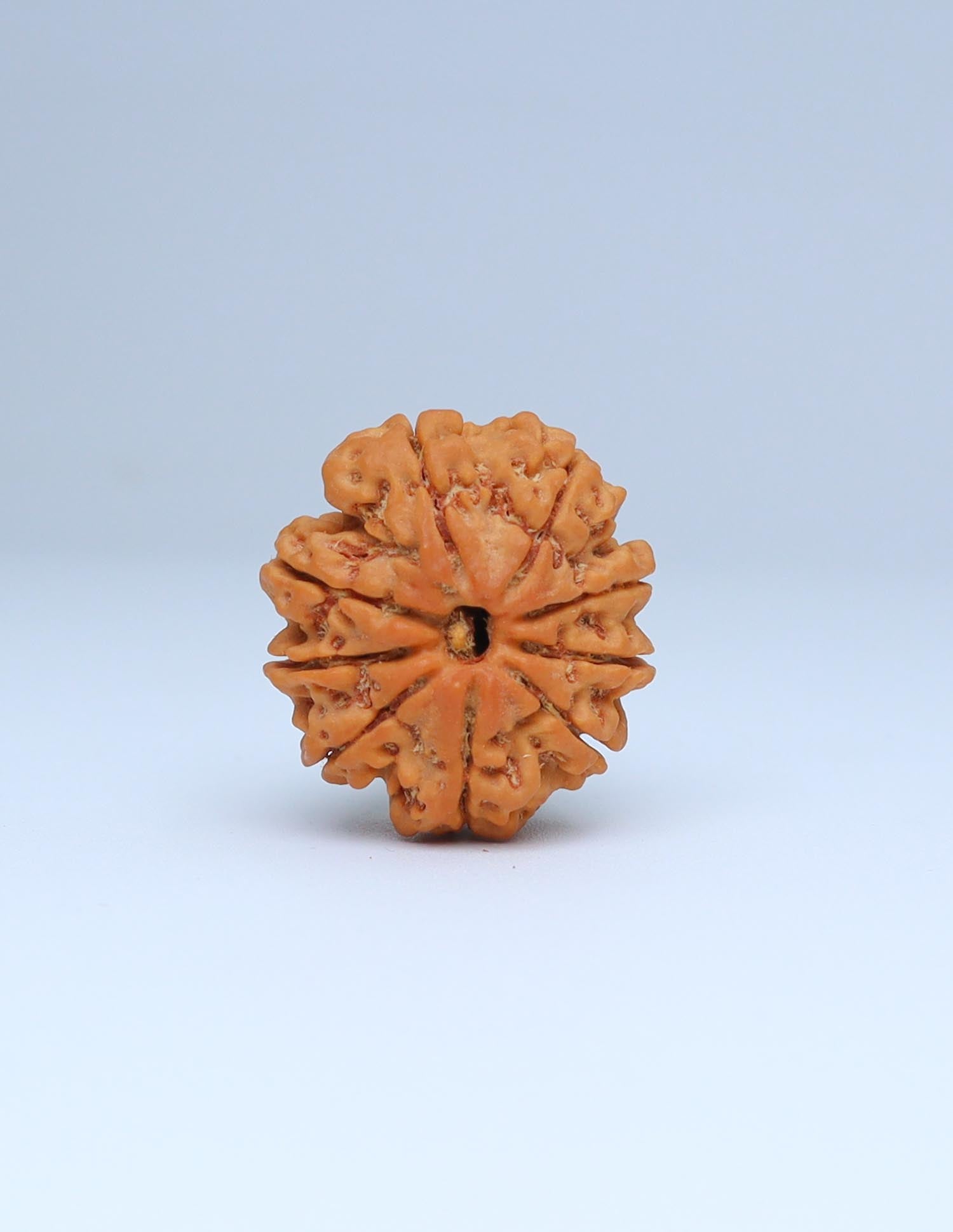 9 Mukhi Nepali Rudraksha