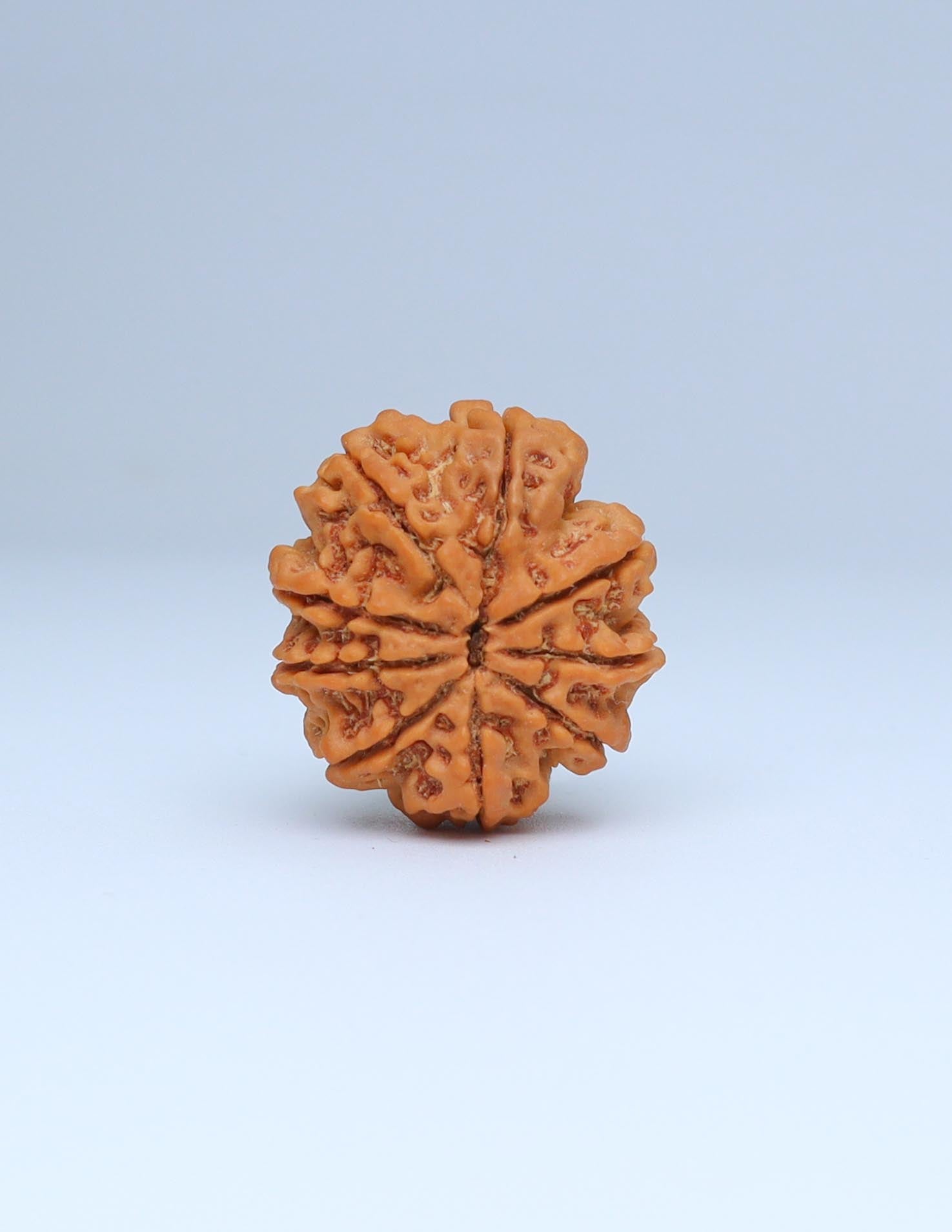 9 Mukhi Nepali Rudraksha