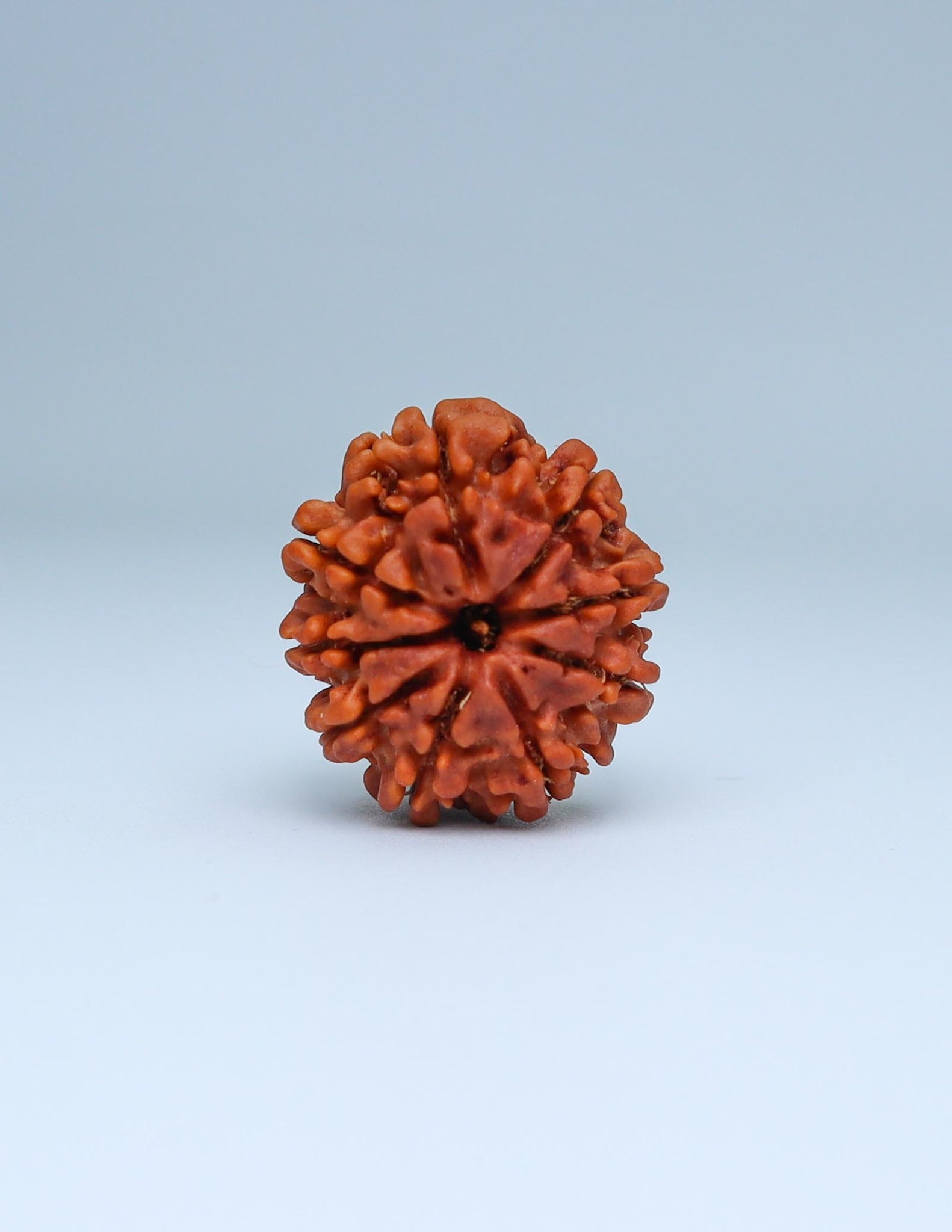 9 Mukhi Nepali Rudraksha