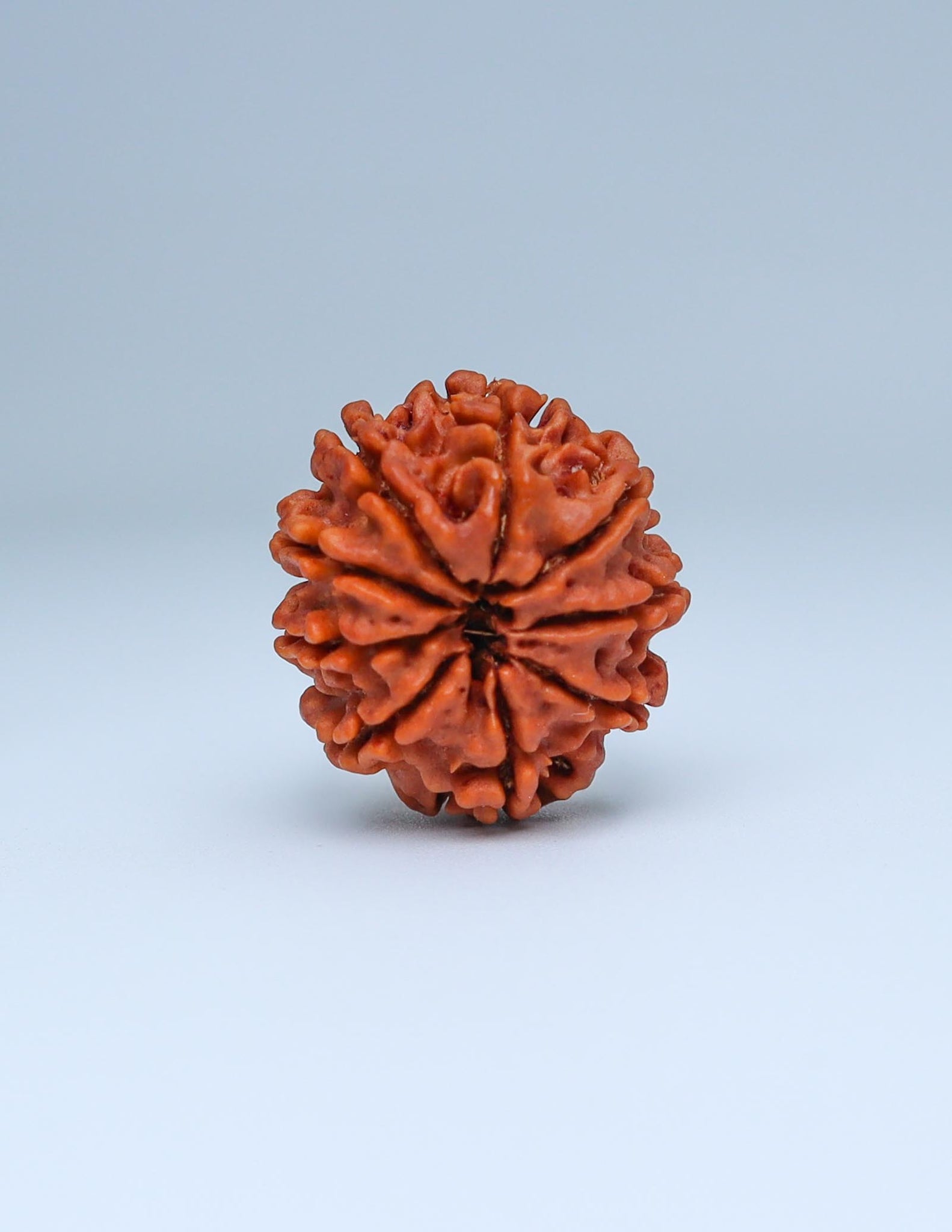 9 Mukhi Nepali Rudraksha