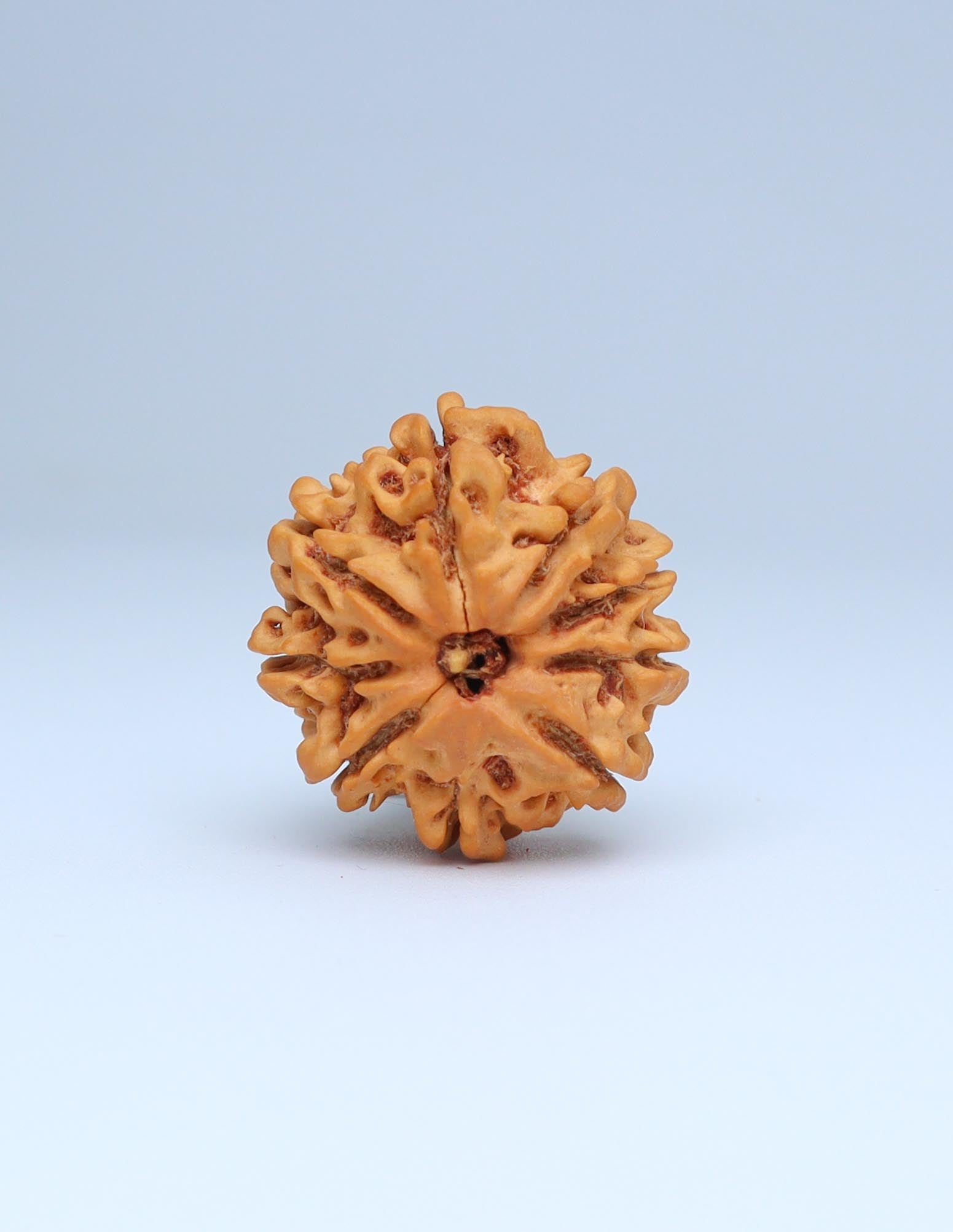 9 Mukhi Nepali Rudraksha