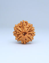 9 Mukhi Nepali Rudraksha