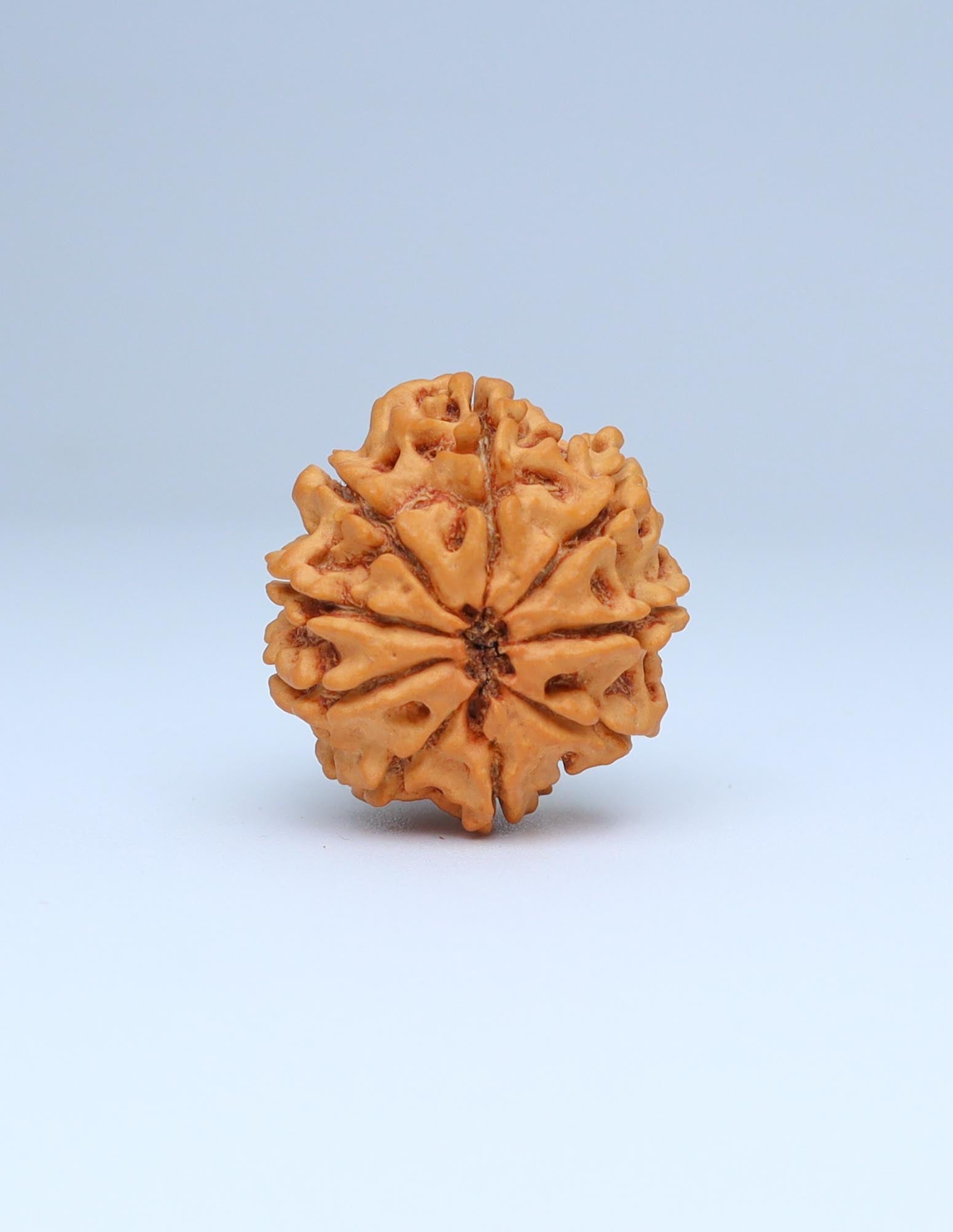 9 Mukhi Nepali Rudraksha