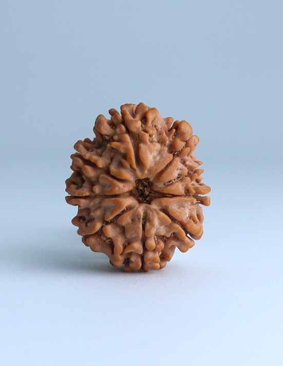 9 Mukhi Nepali Rudraksha