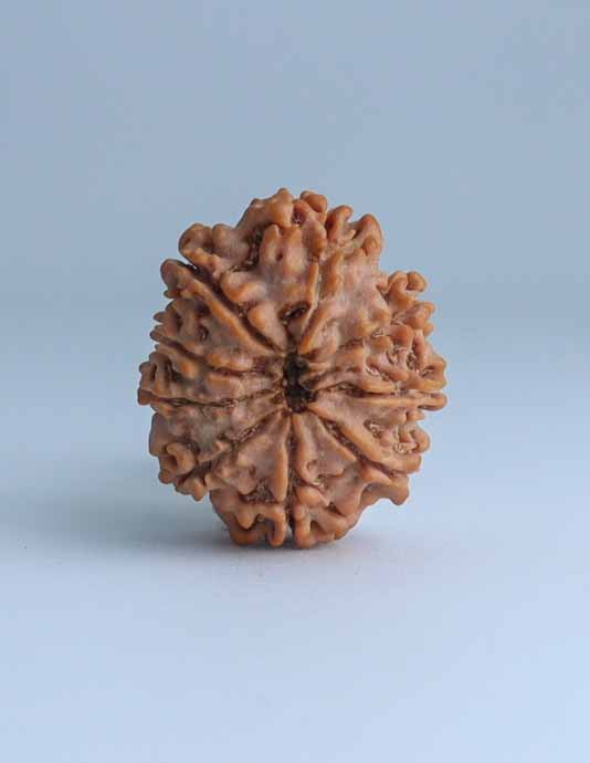 9 Mukhi Nepali Rudraksha