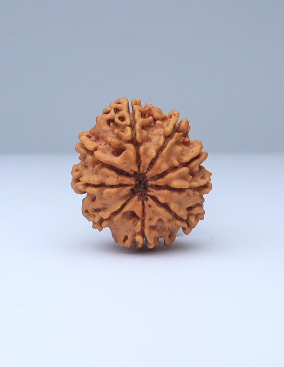 9 Mukhi Nepali Rudraksha