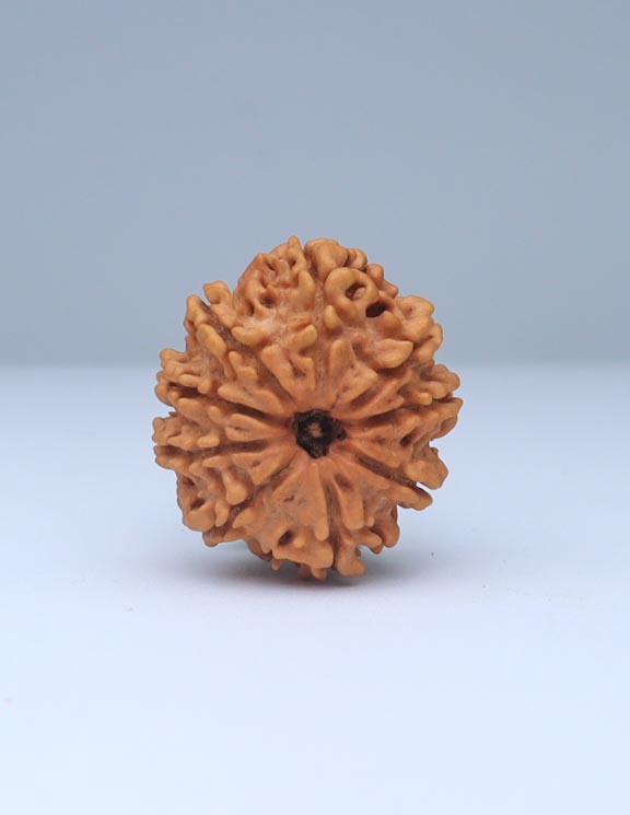 9 Mukhi Nepali Rudraksha