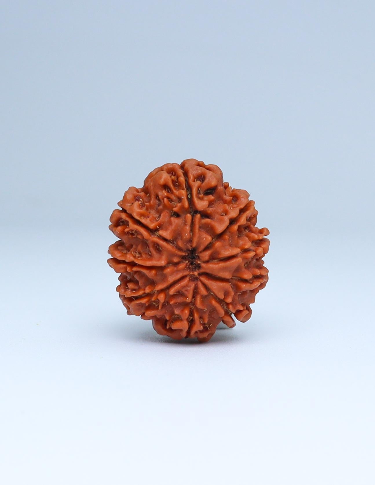 9 Mukhi Nepali Rudraksha