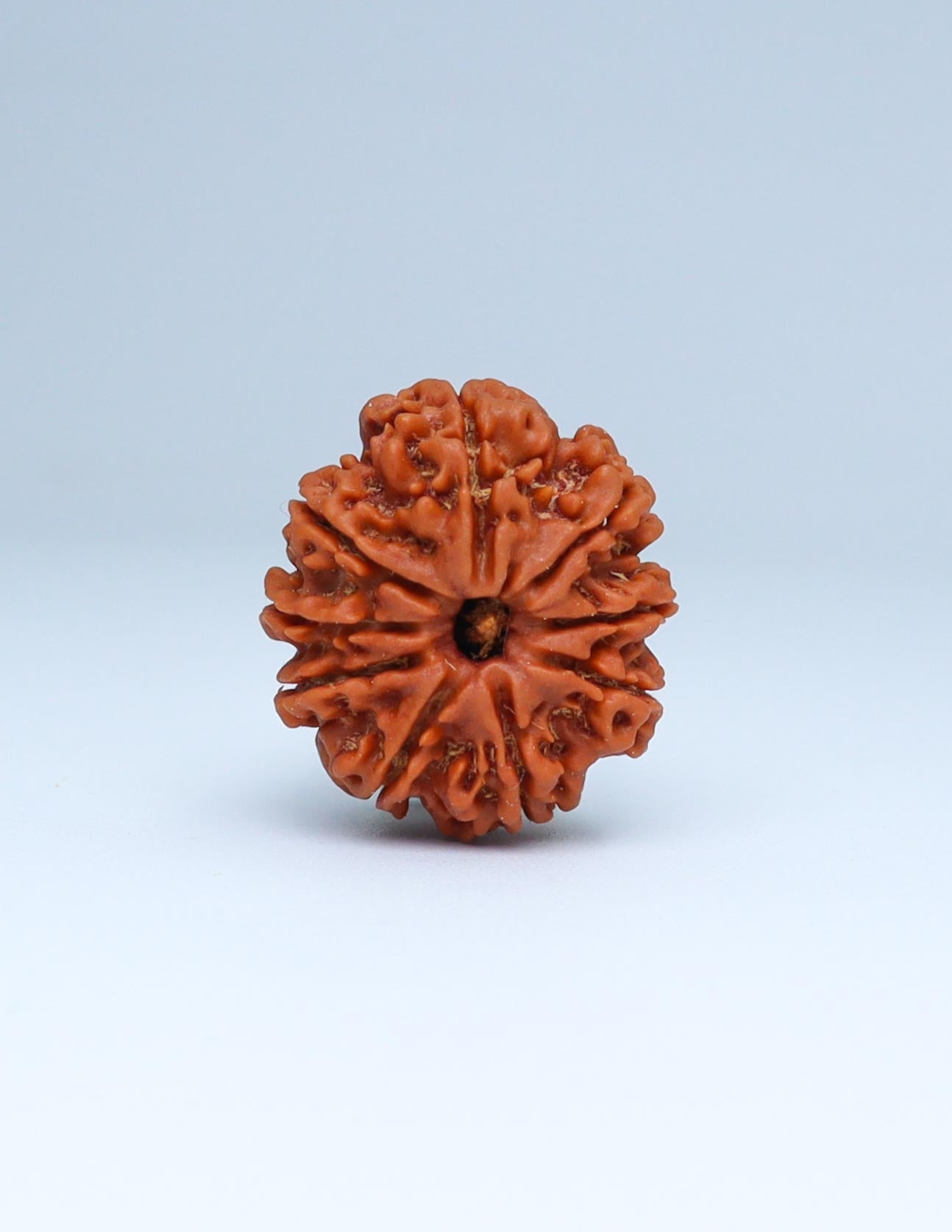 9 Mukhi Nepali Rudraksha