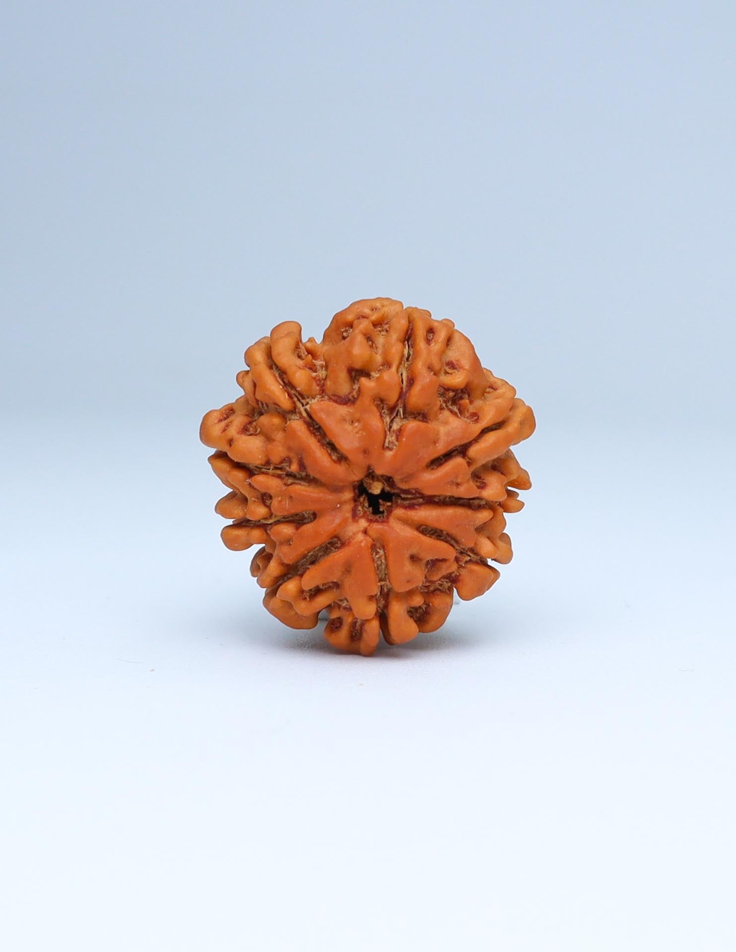 9 Mukhi Nepali Rudraksha