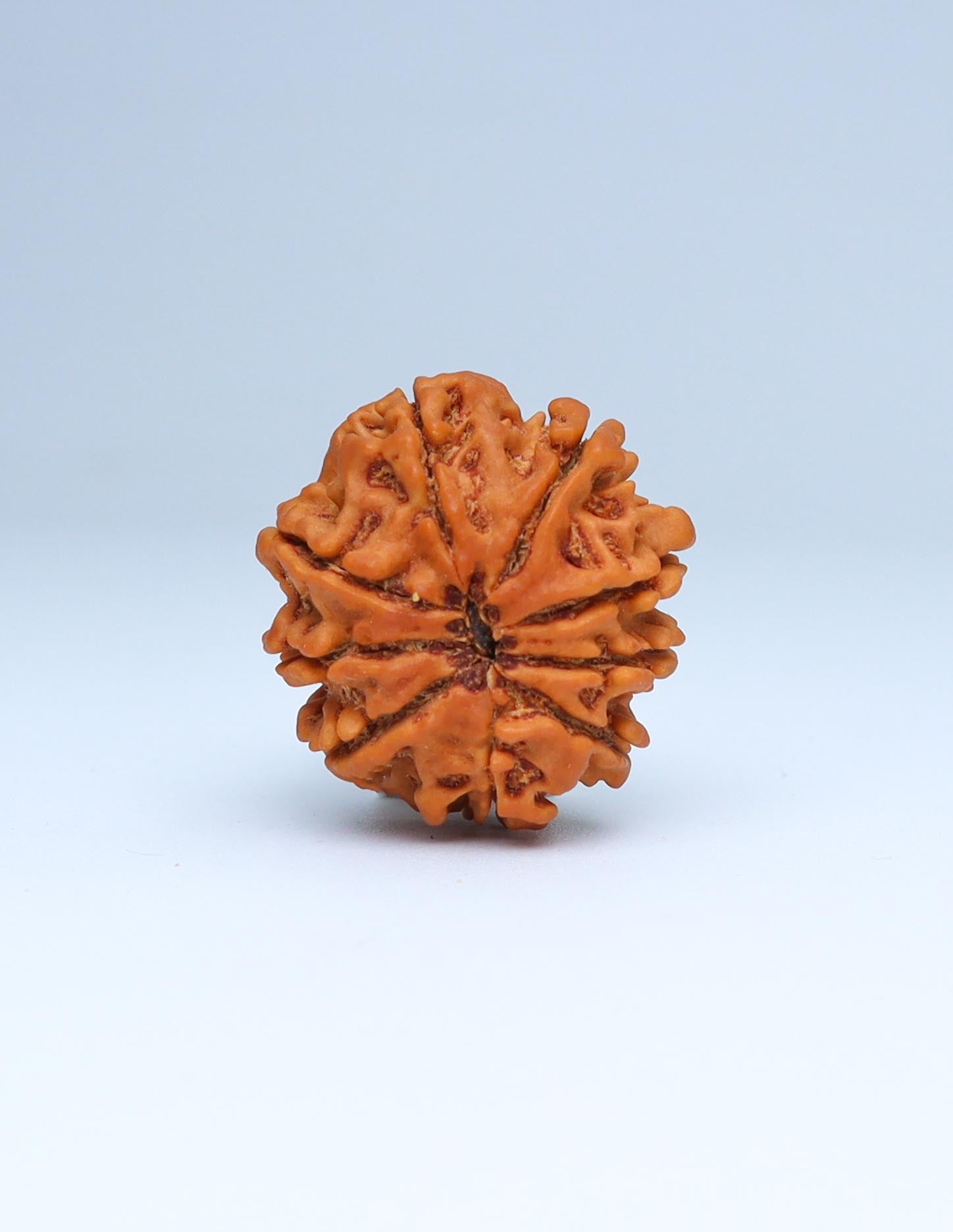 9 Mukhi Nepali Rudraksha