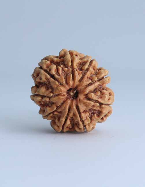 9 Mukhi Nepali Rudraksha