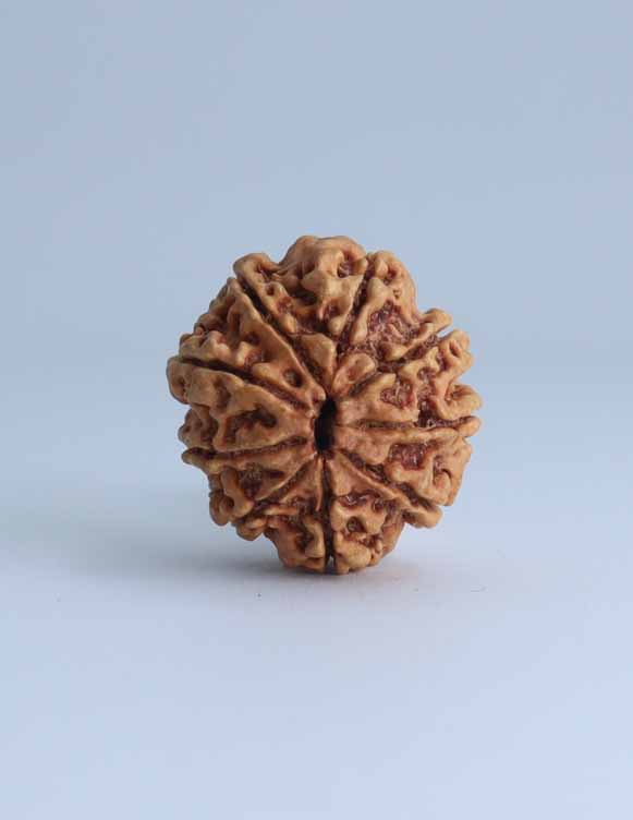 9 Mukhi Nepali Rudraksha