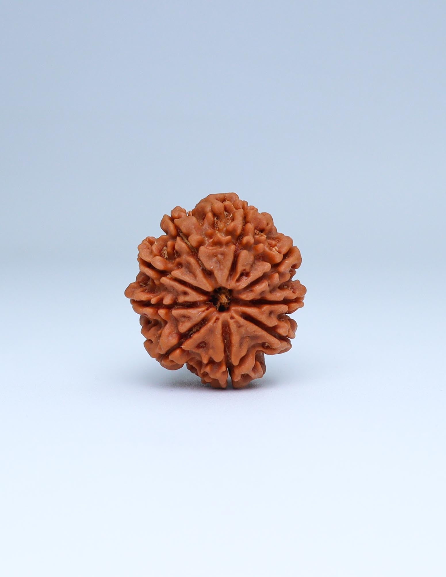 9 Mukhi Nepali Rudraksha