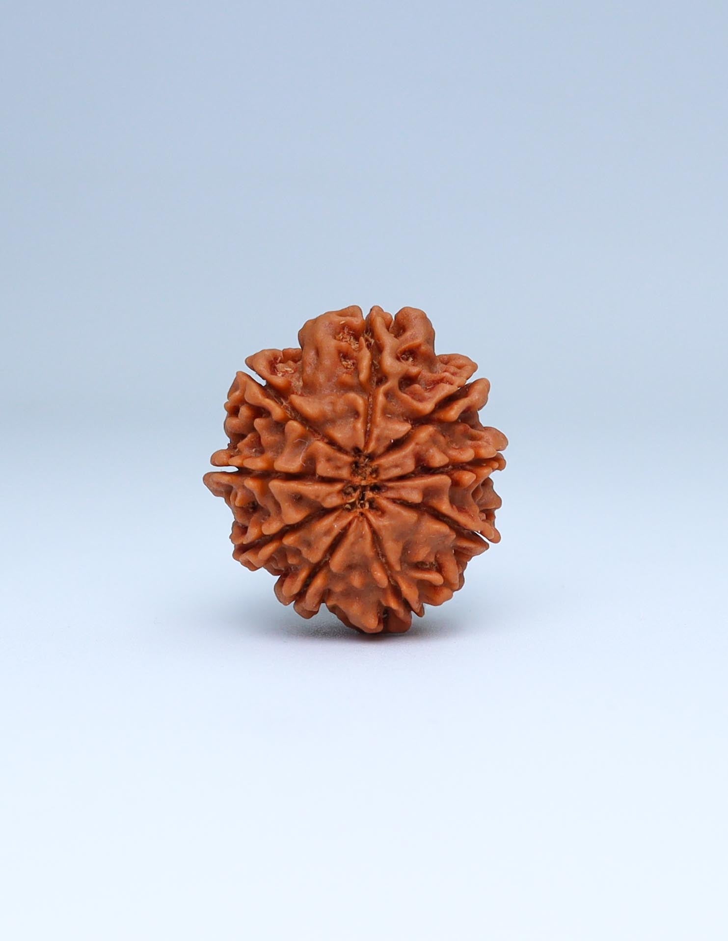 9 Mukhi Nepali Rudraksha