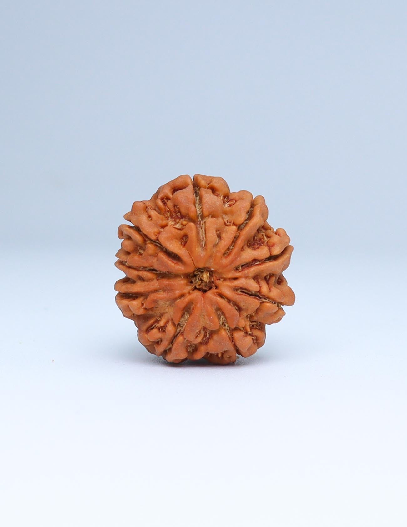 9 Mukhi Nepali Rudraksha