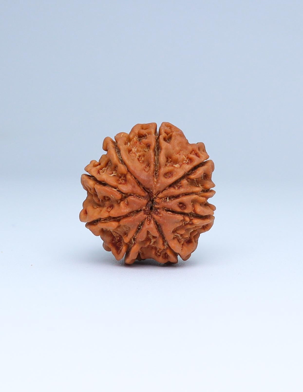 9 Mukhi Nepali Rudraksha