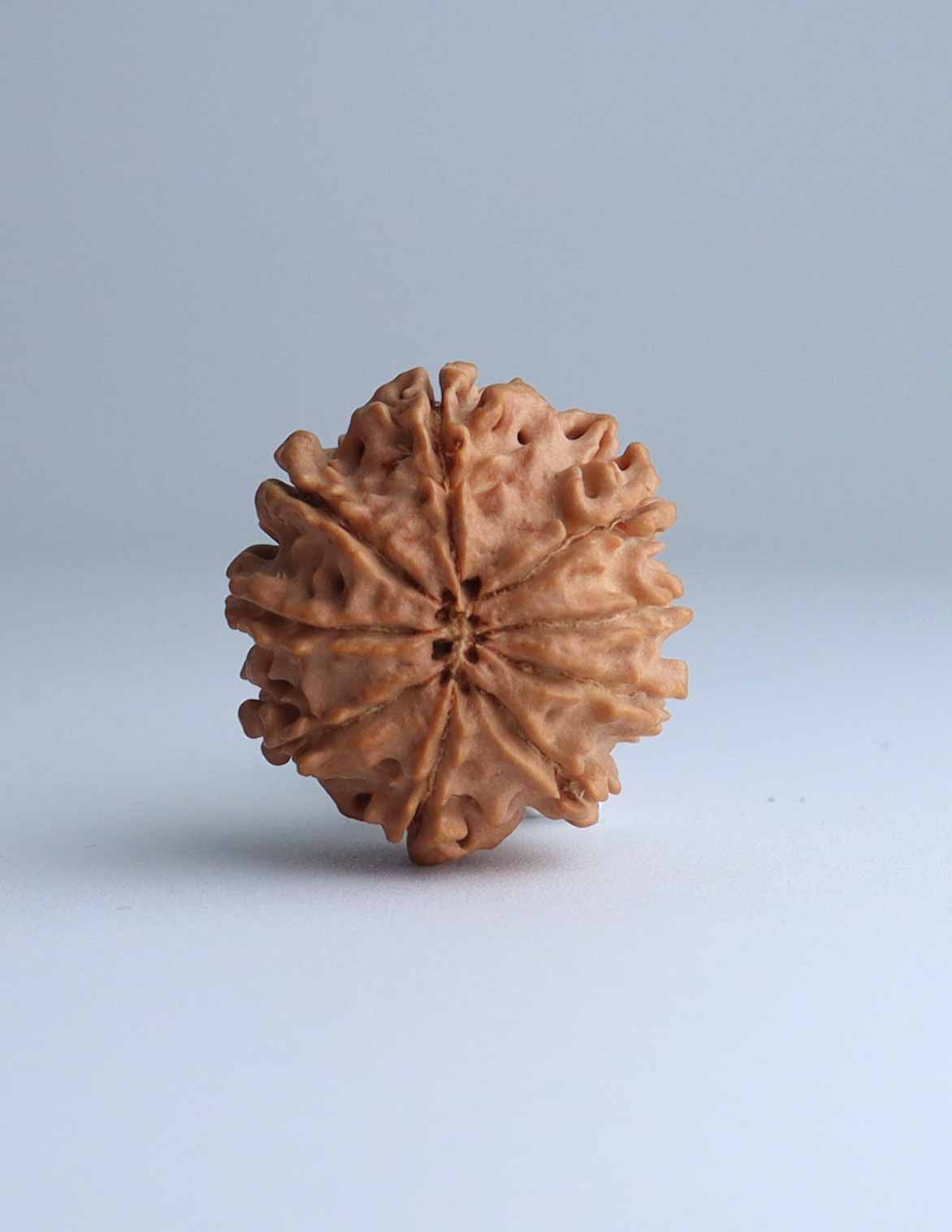 9 Mukhi Nepali Rudraksha