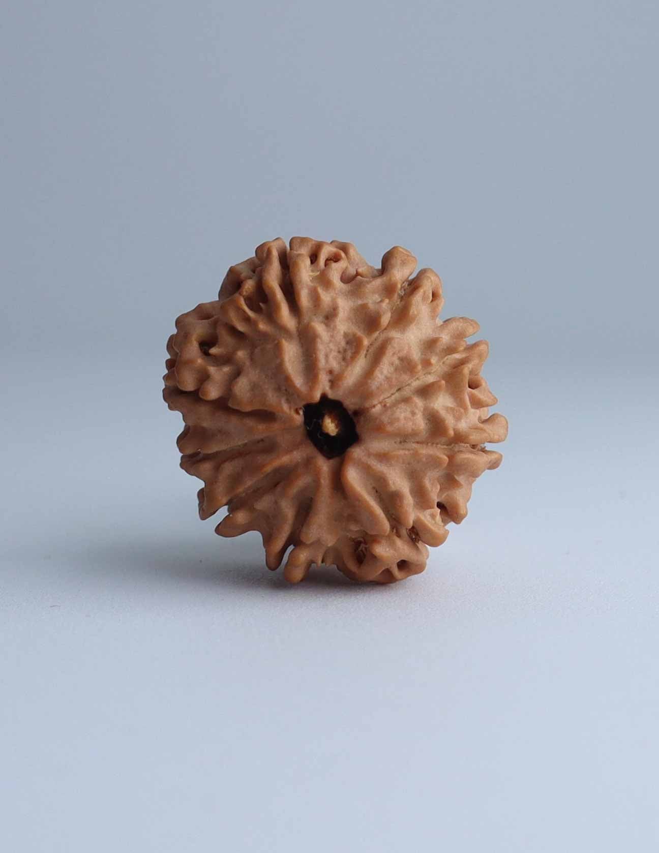 9 Mukhi Nepali Rudraksha