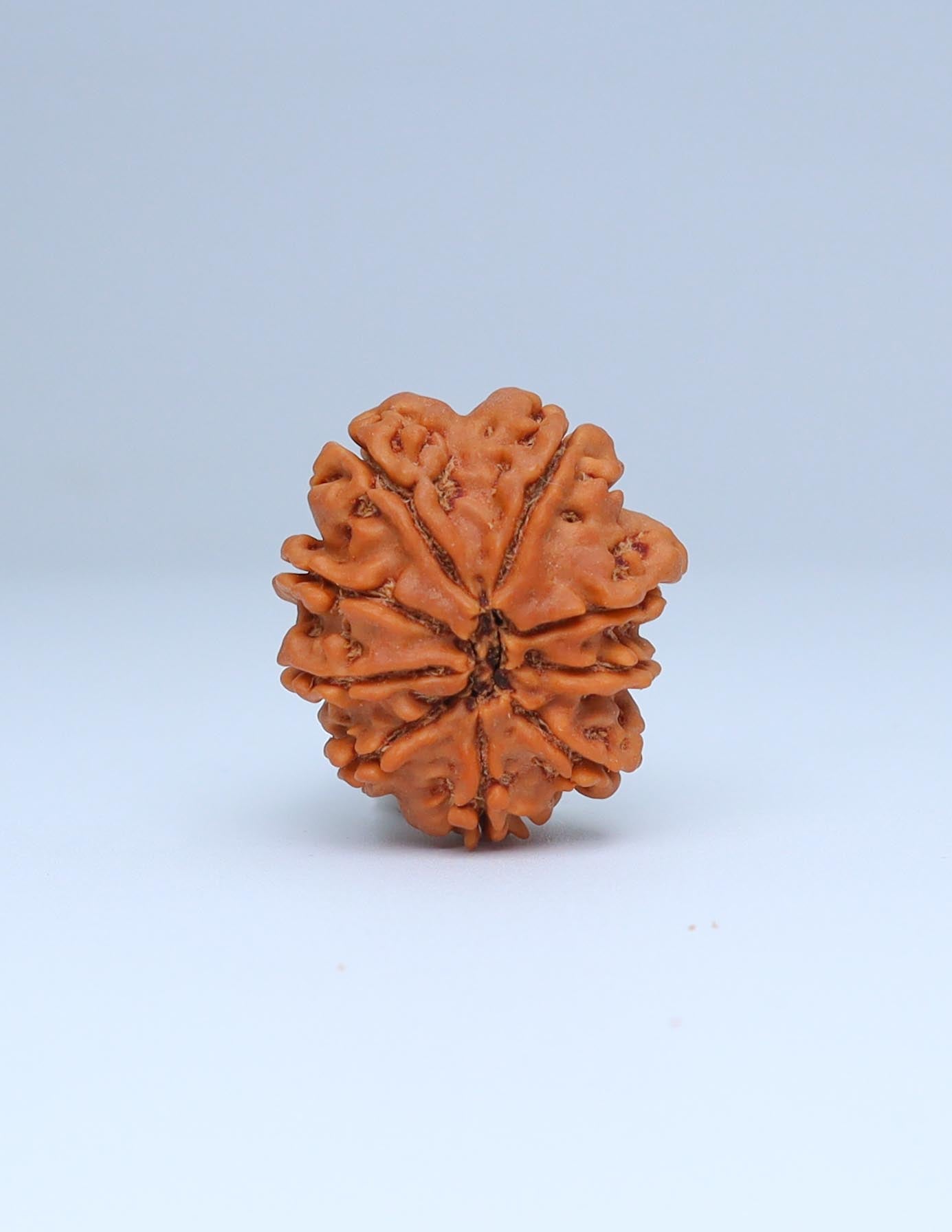 9 Mukhi Nepali Rudraksha