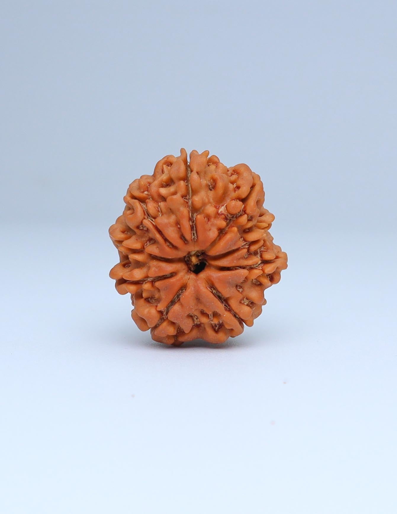 9 Mukhi Nepali Rudraksha