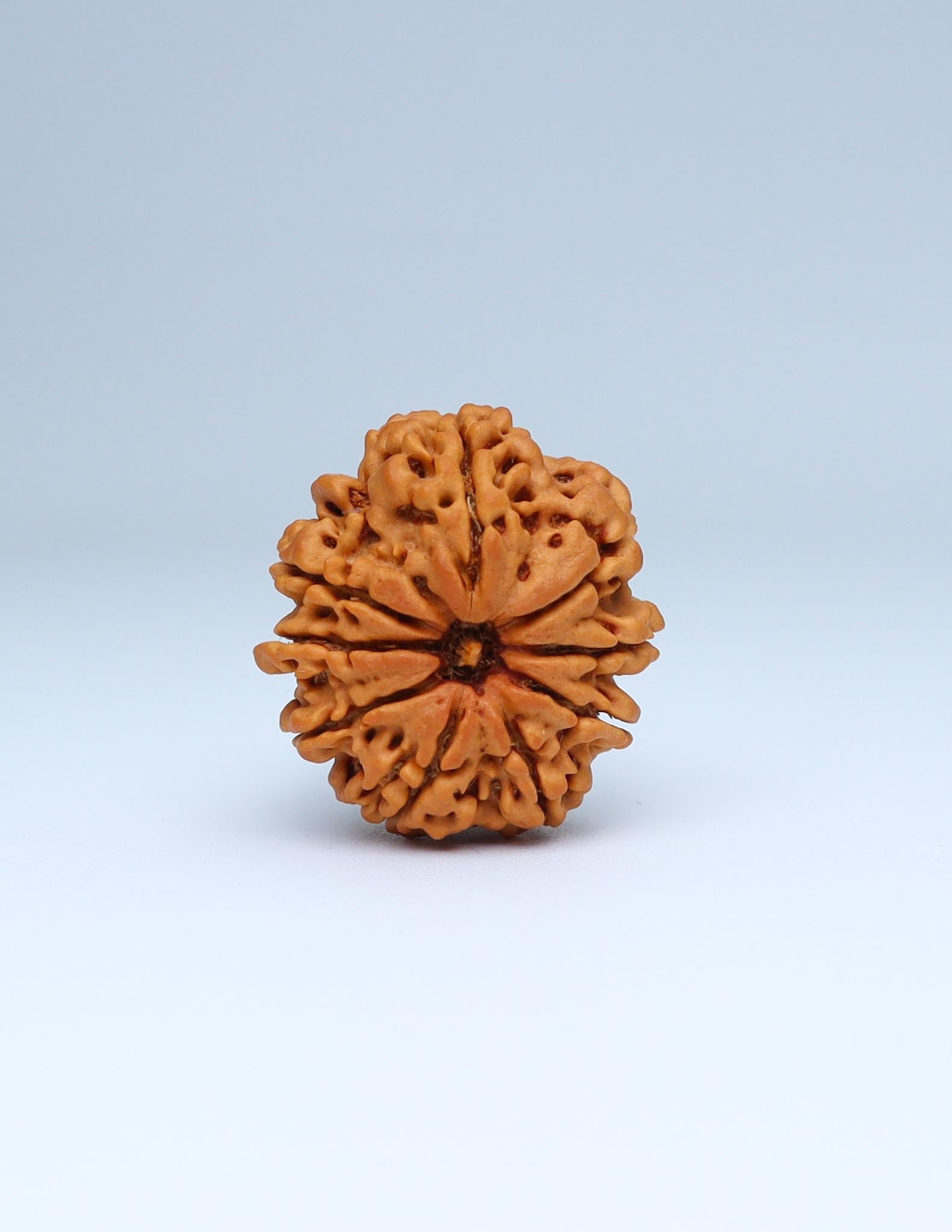 9 Mukhi Nepali Rudraksha