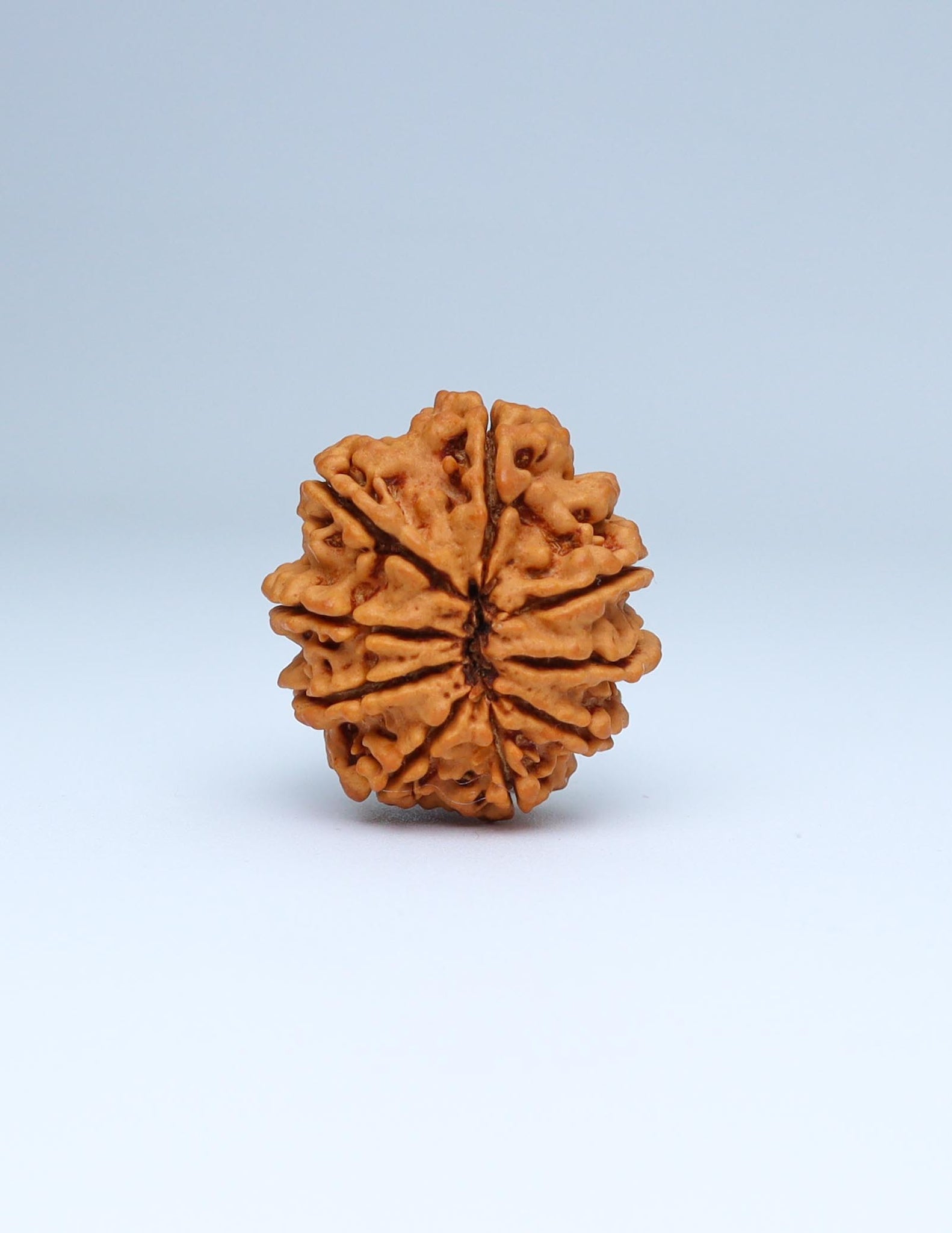 9 Mukhi Nepali Rudraksha