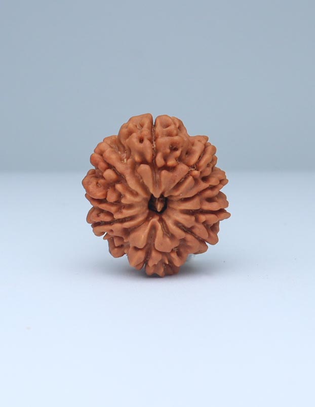 9 Mukhi Nepali Rudraksha