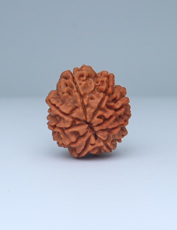 9 Mukhi Nepali Rudraksha