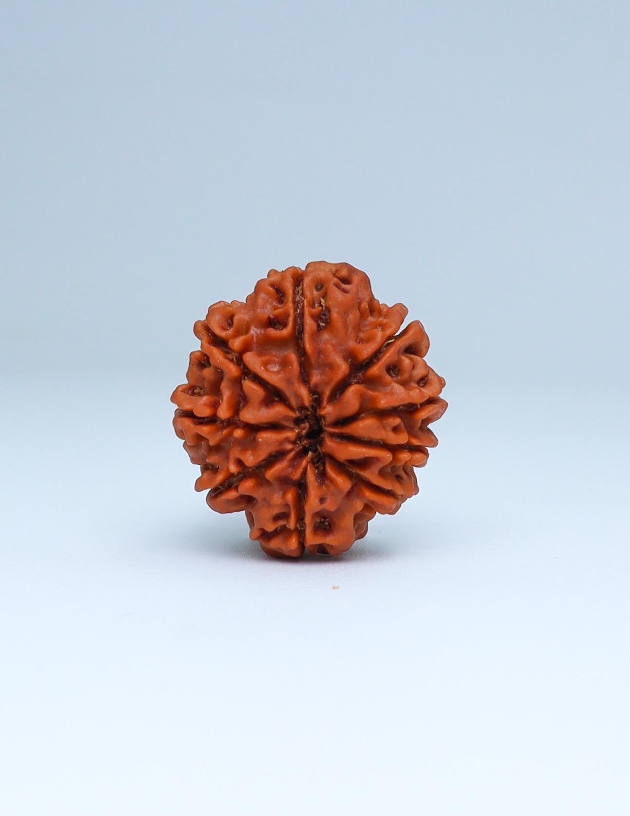 9 Mukhi Nepali Rudraksha